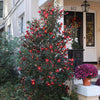 Southern Living® Yuletide Camellia