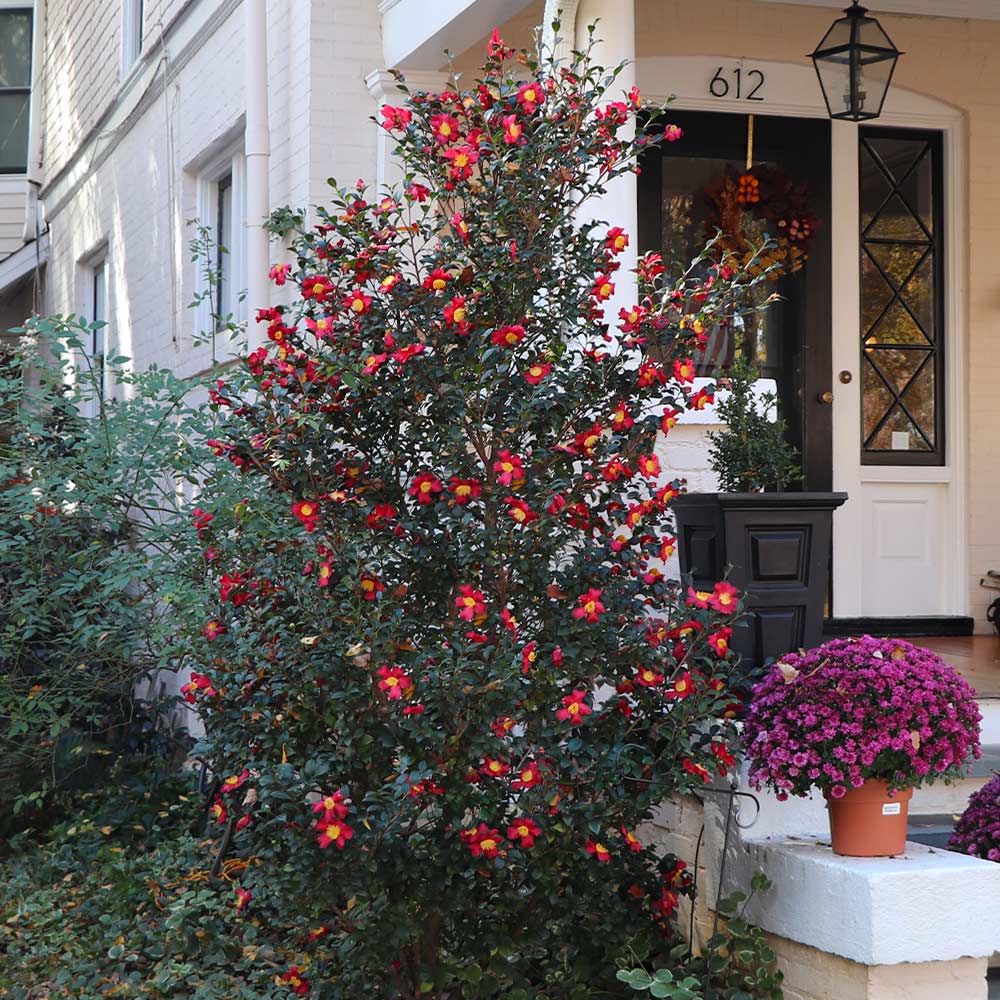 Southern Living® Yuletide Camellia
