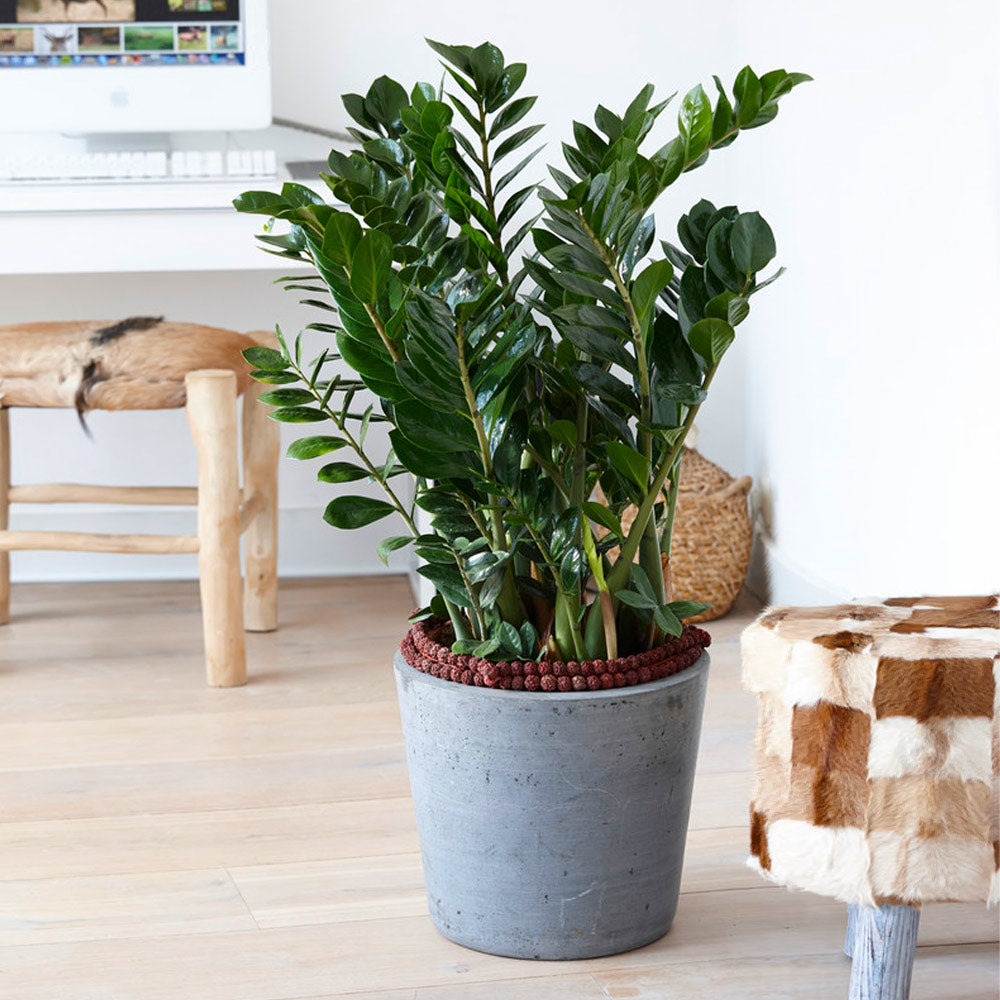 ZZ Plant