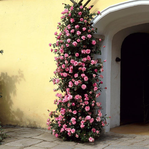 Zephirine Drouhin Climbing Rose Shrub