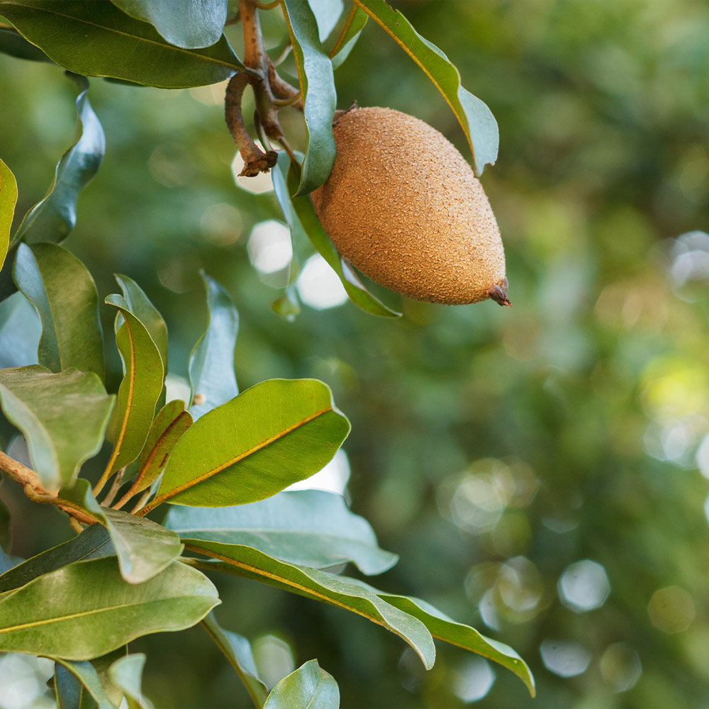 Mamey Fruit Tree