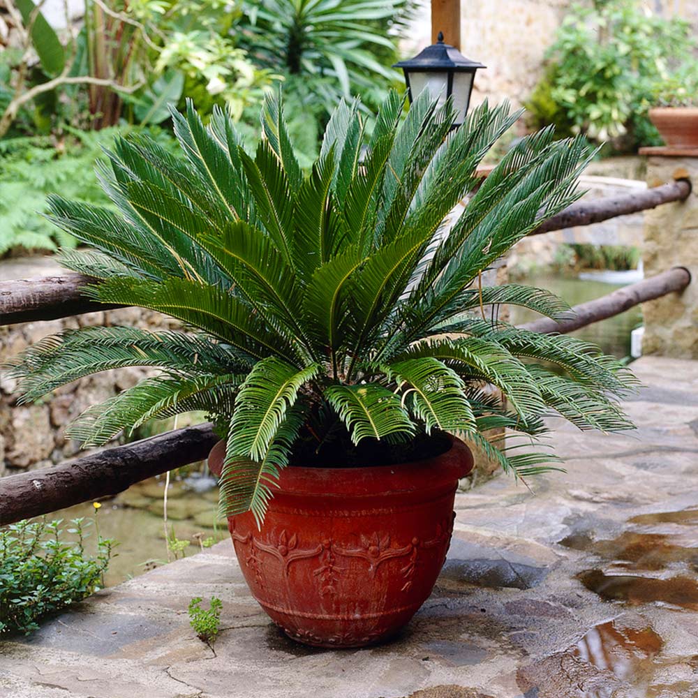 Sago Palm Tree