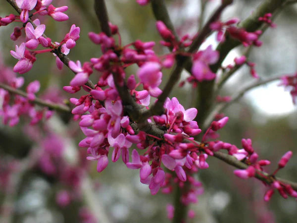 Plant Care 101: Eastern Redbud Tree