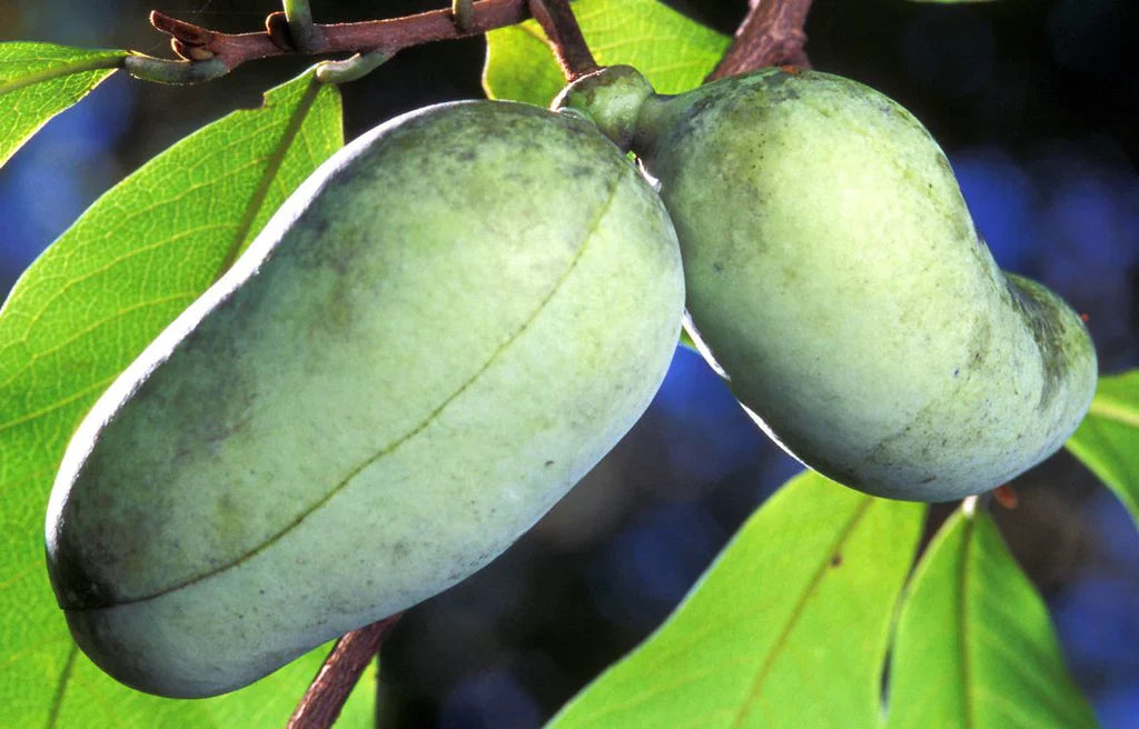 Plant Care 101: Paw Paw Tree