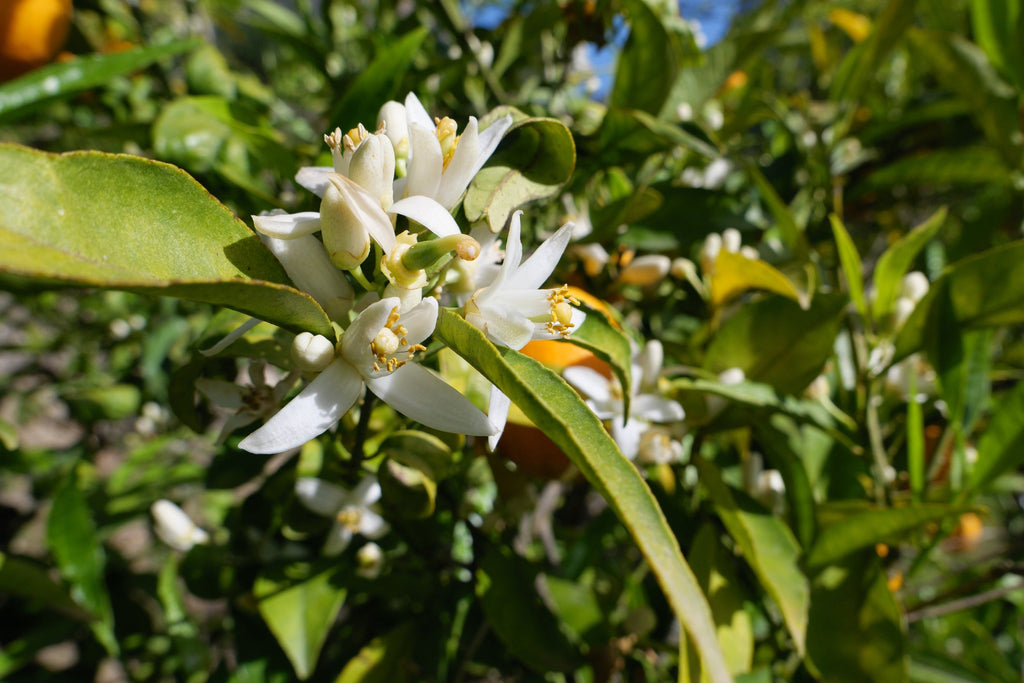 What to Expect From Your Citrus in April