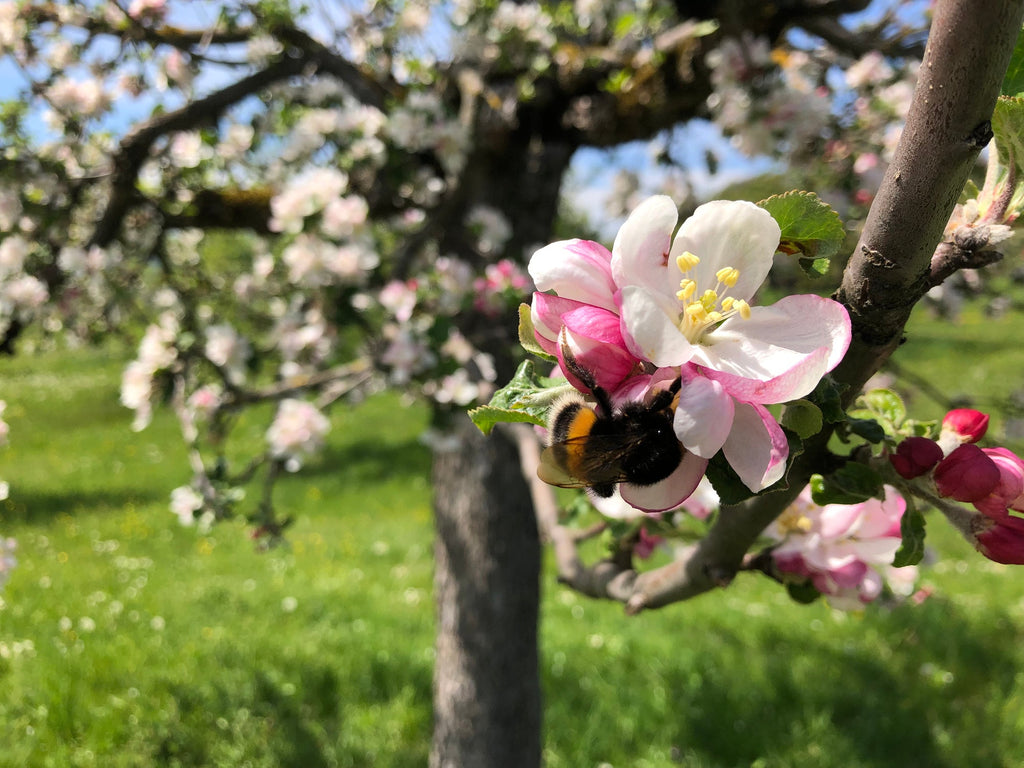 What to Expect From Your Fruit Tree in April