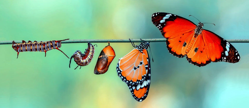 The Insect Life Cycle