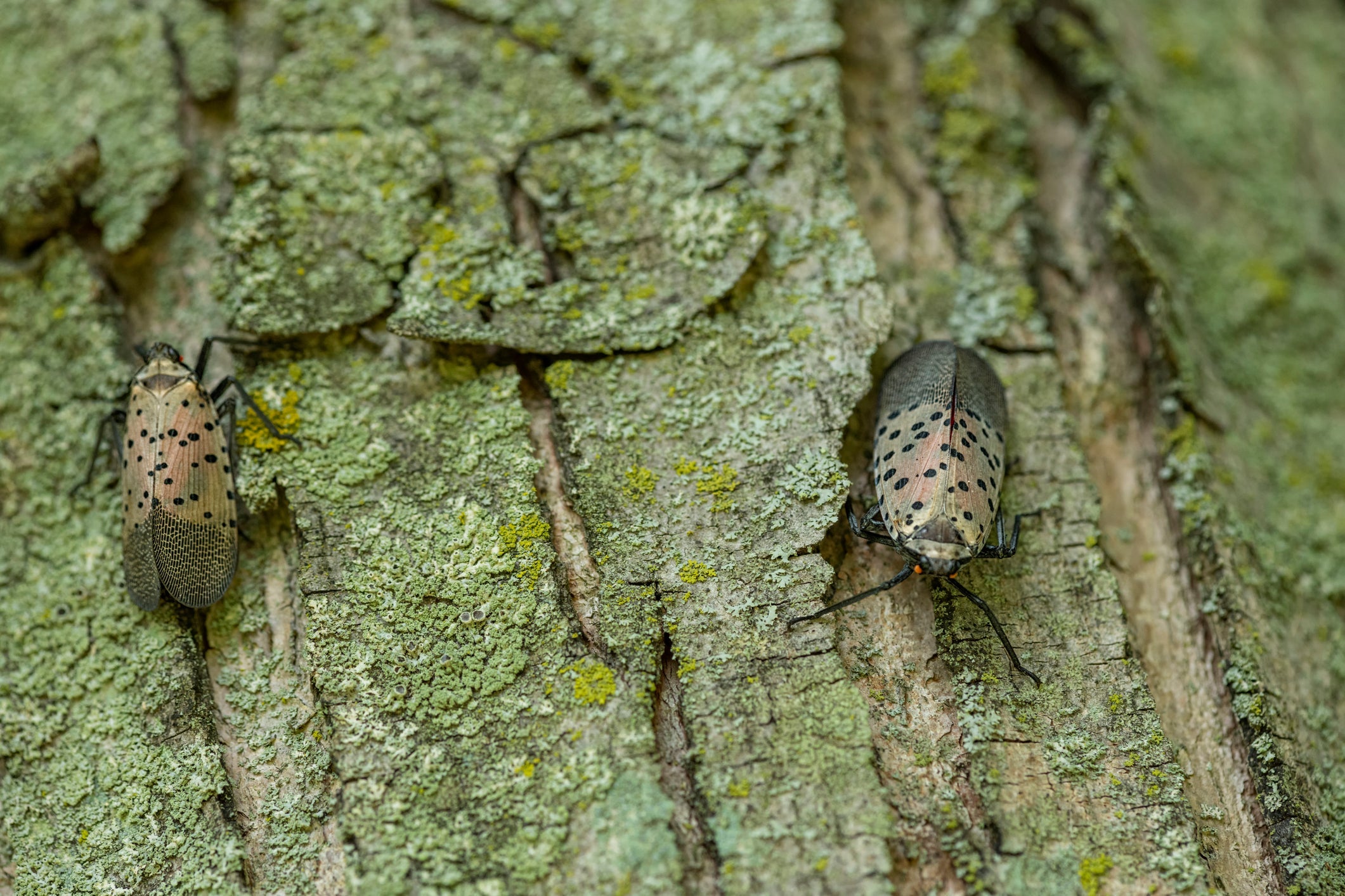 The Lowdown on Lanternflies