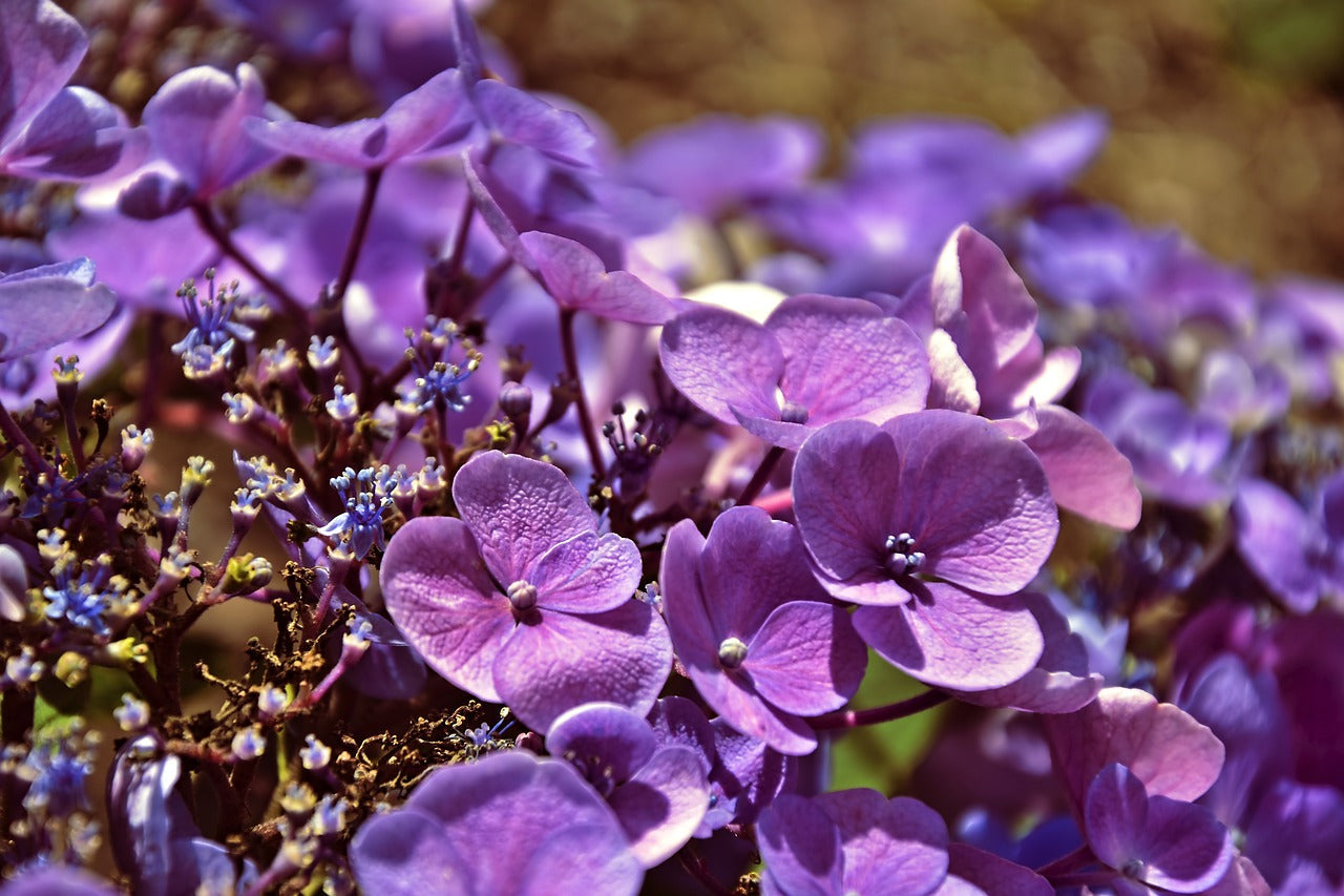 Caring for Hydrangeas: Our Top 4 Tips for Success