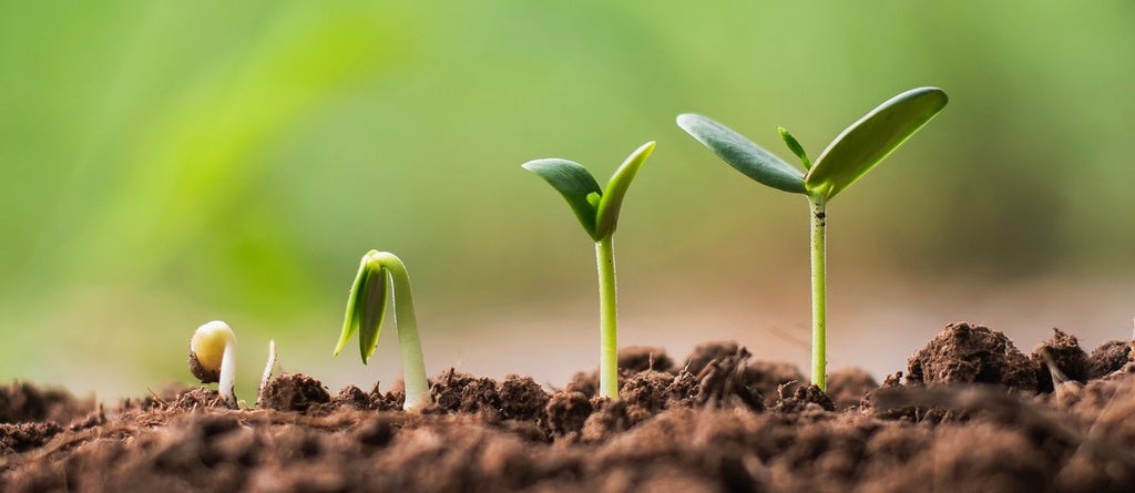 What Affects Plant Growth