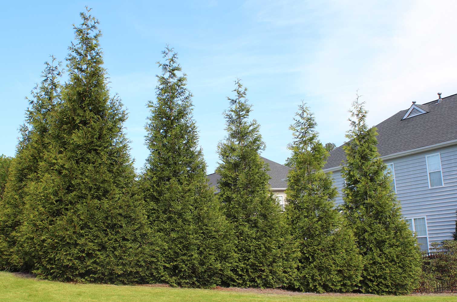 Plant Care 101: Thuja Green Giants