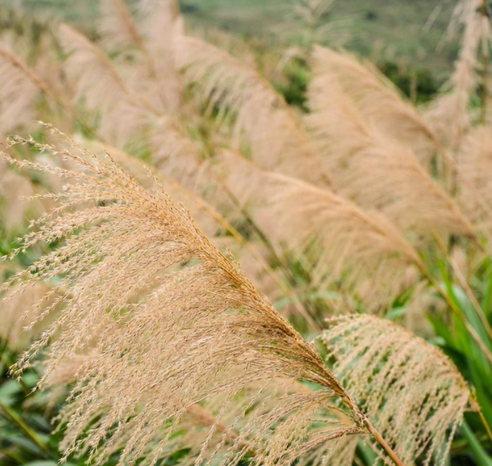 Video: 4 Popular and Colorful Ornamental Grasses