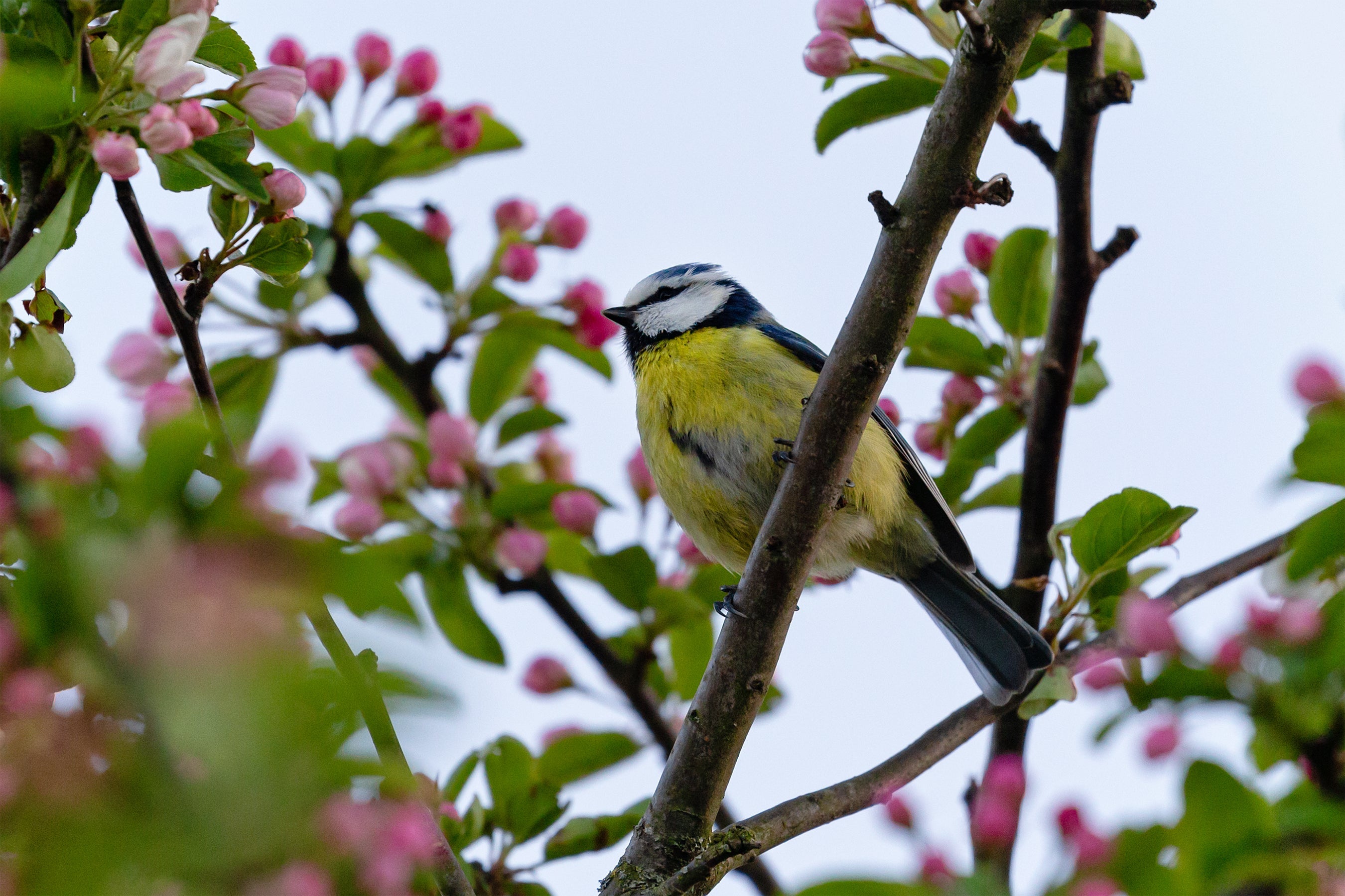 What to Expect From Your Fruit Tree in May