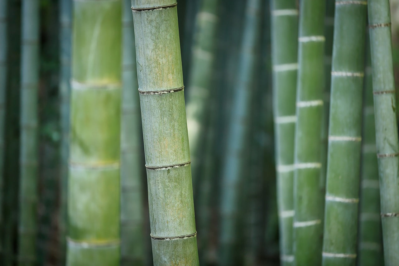 Plant Care 101: Bamboo Tree