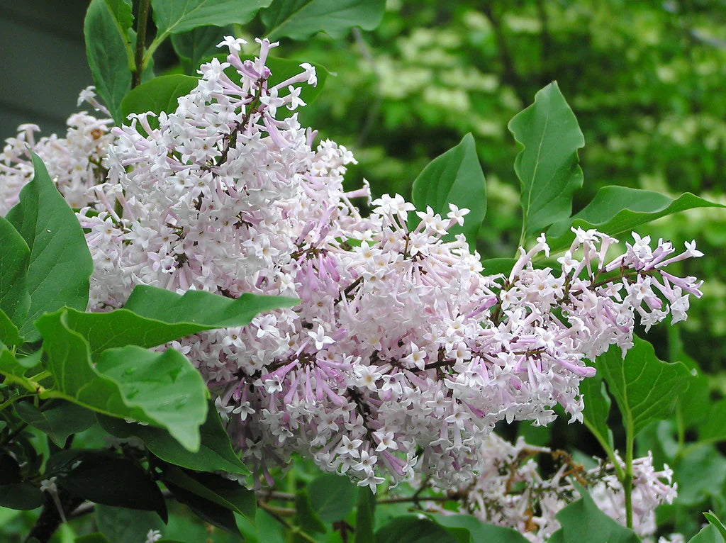 Plant Care 101: Miss Kim Lilac