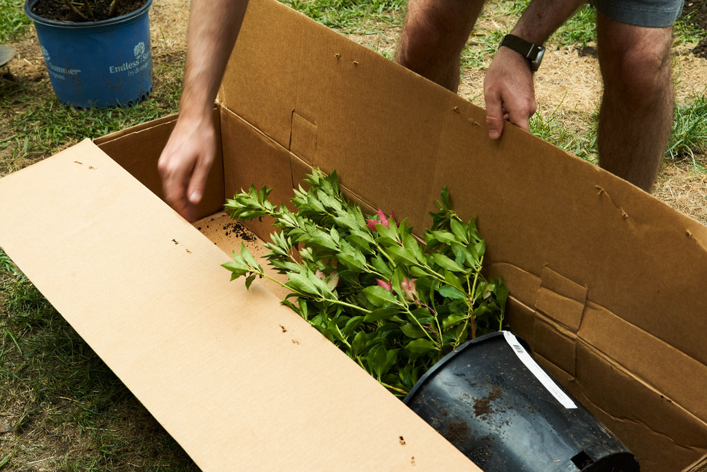 Ready, Set, Grow: What to Do When Your New Plants Arrive