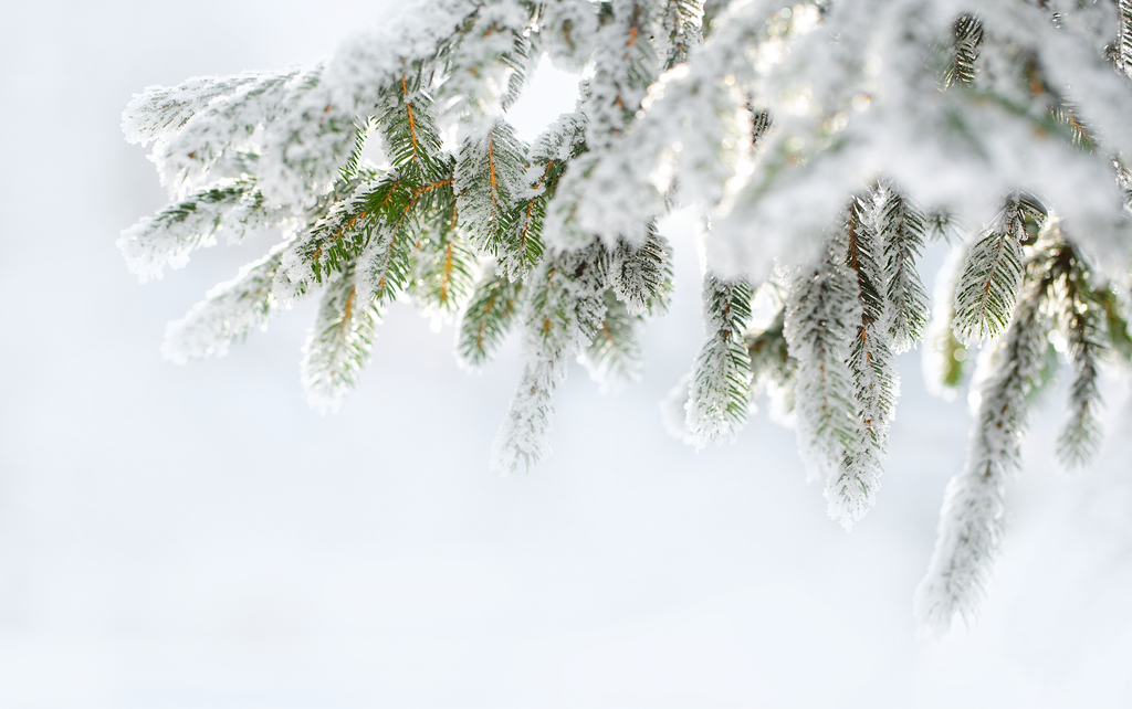 How to Prevent Winter Evergreen Damage?