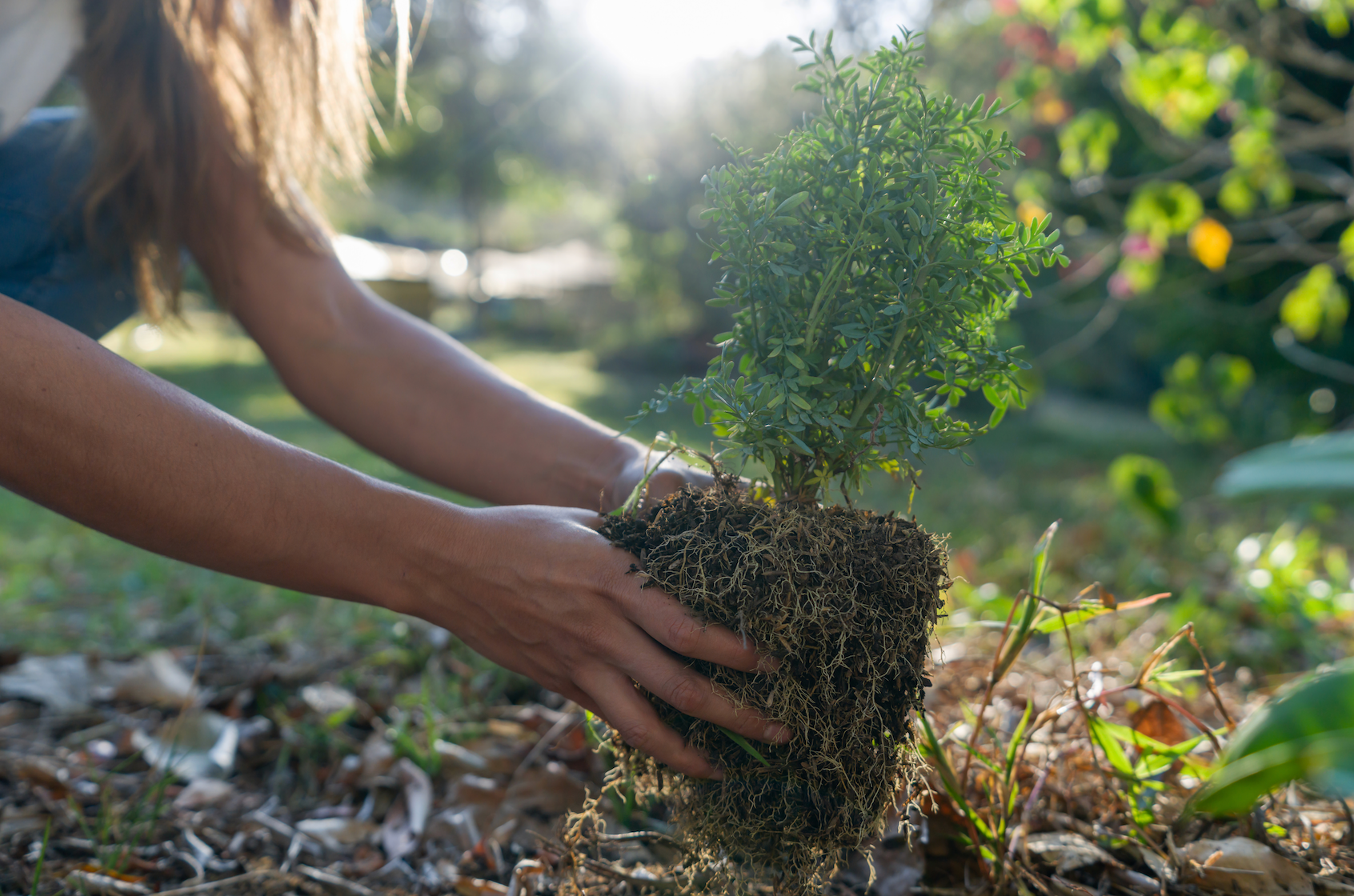 Growing Zones Guide: Zone 4