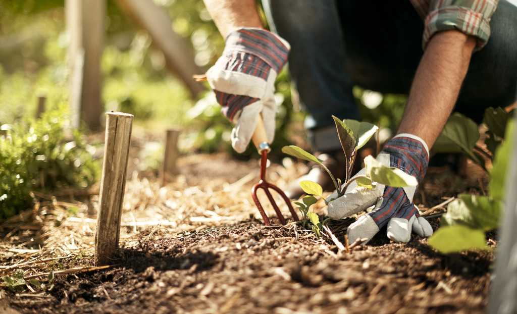 Growing Zones Guide: Zone 5