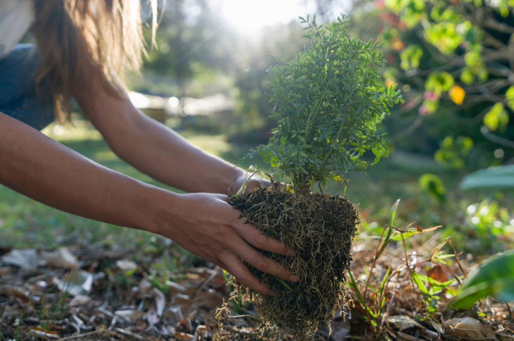 Landscape Design 101: Installing Your Landscape