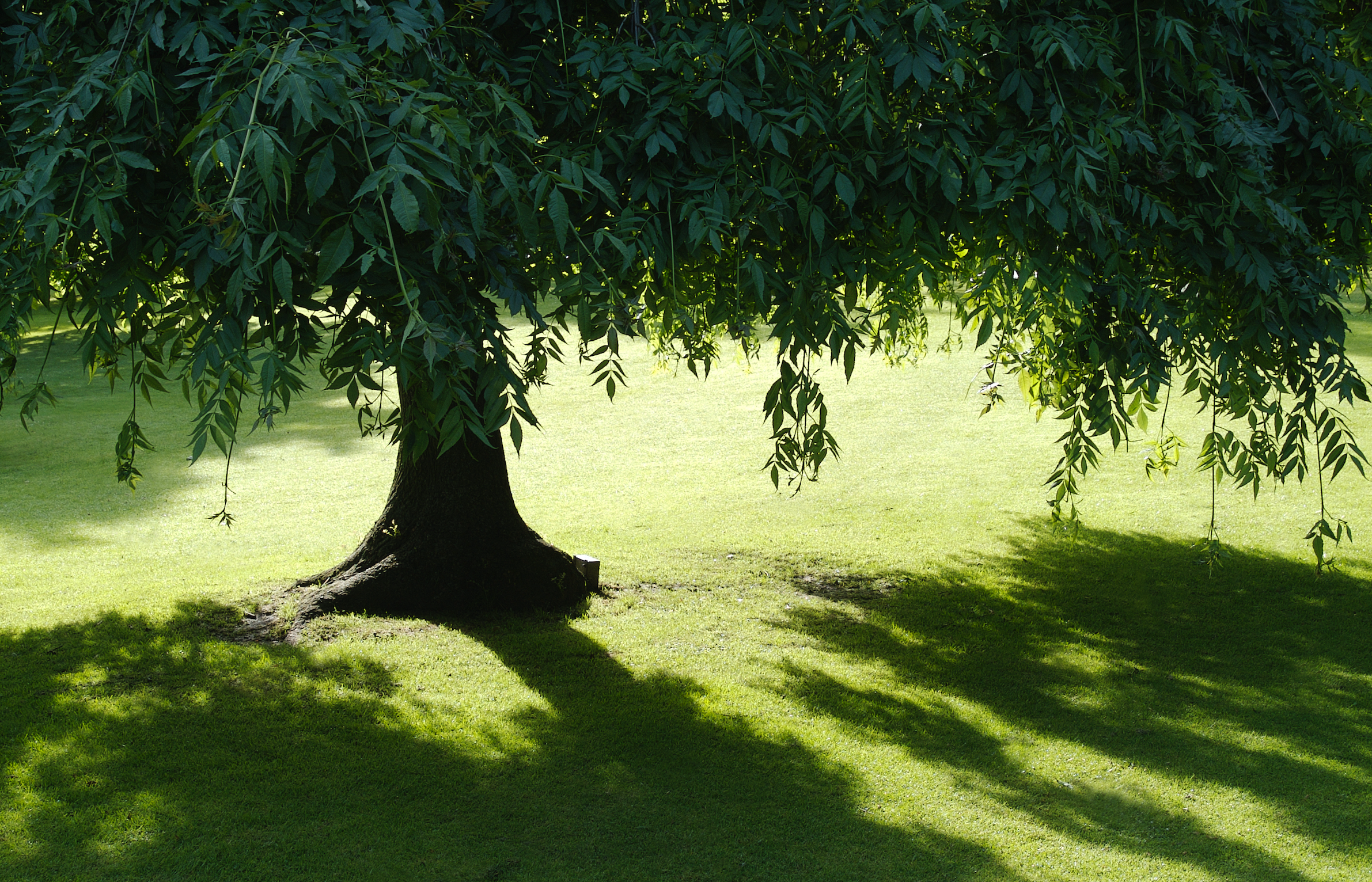 Best Shade Trees