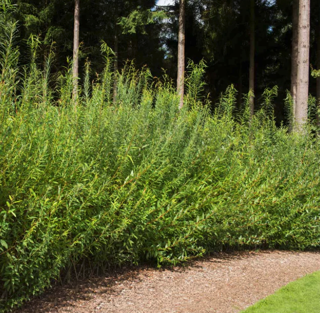 Plant Care 101: Willow Hybrids