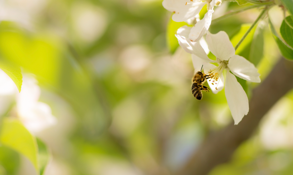 Fruit Trees 101: Pollination