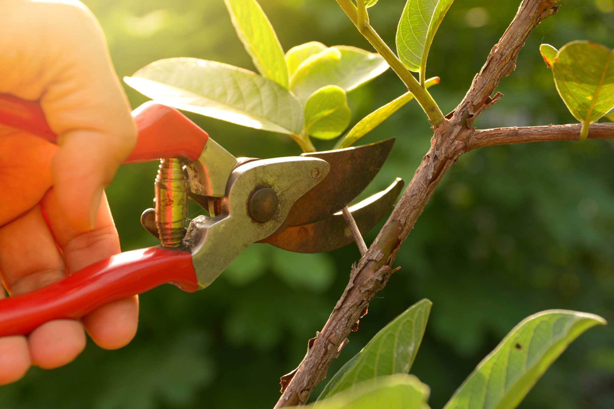 Fruit Trees 101: Pruning