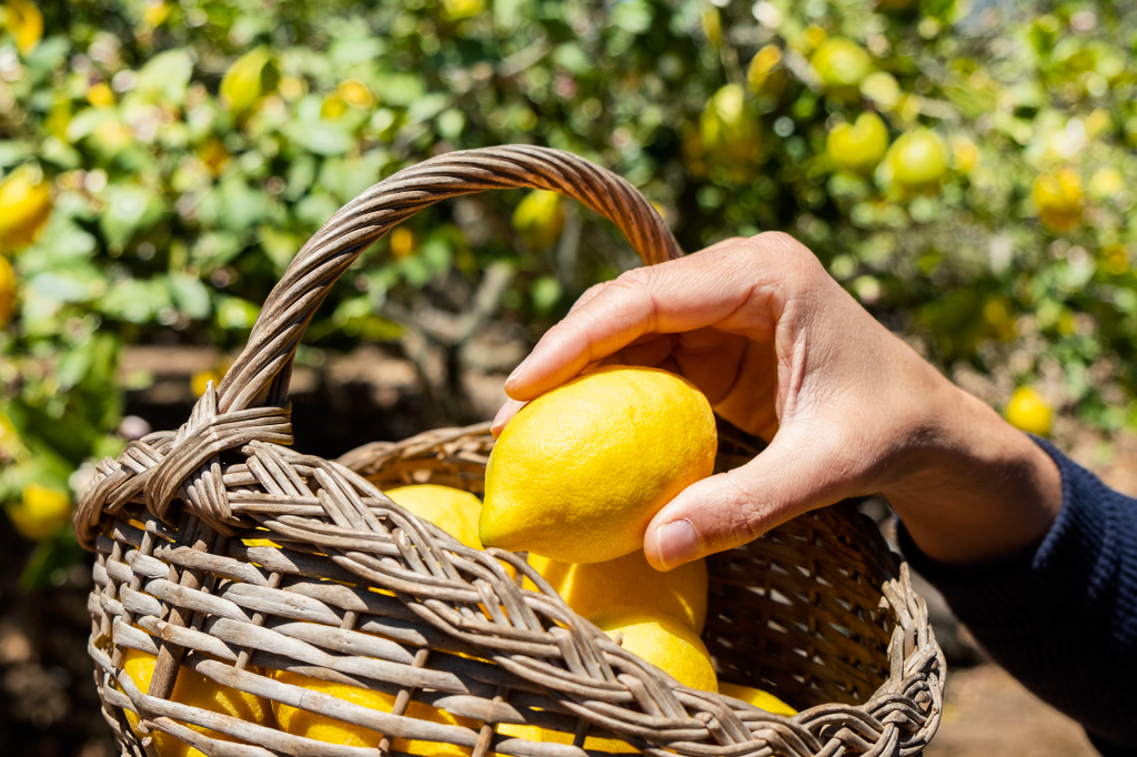 Fruit Trees 101: Harvesting