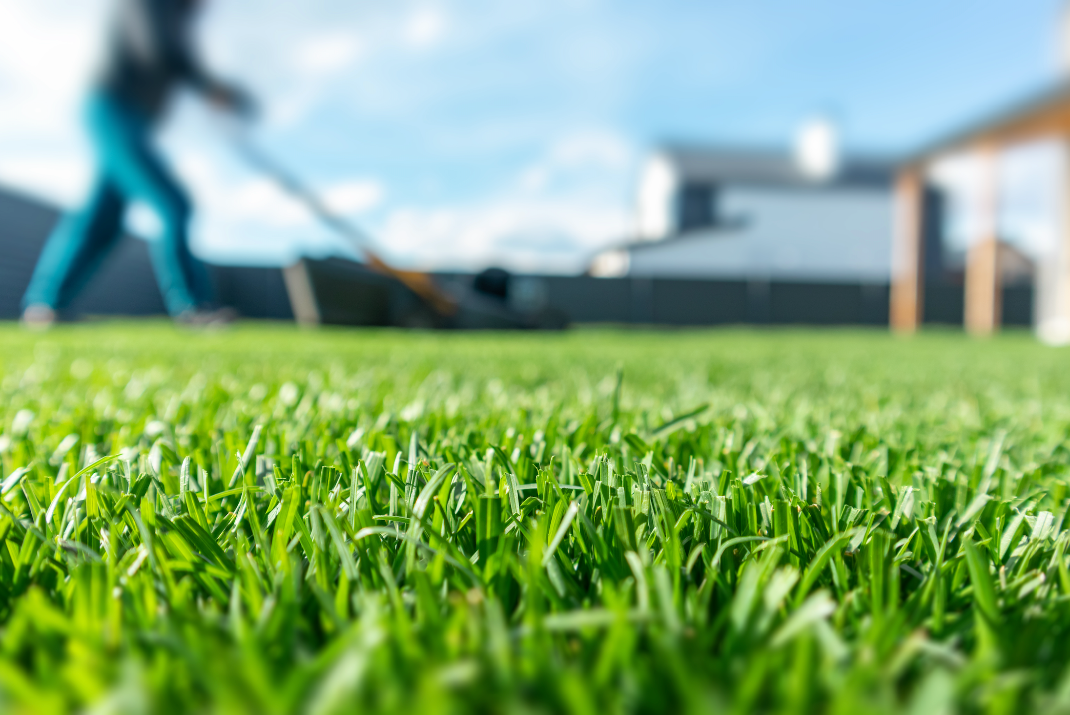 Grass Seed 101: Maintenance