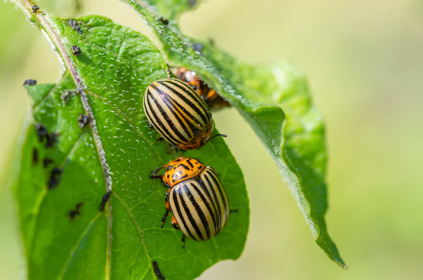 How to Keep Unwanted Insects Away