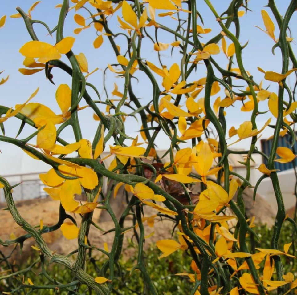 BOO-tiful Plants for Halloween & Beyond!