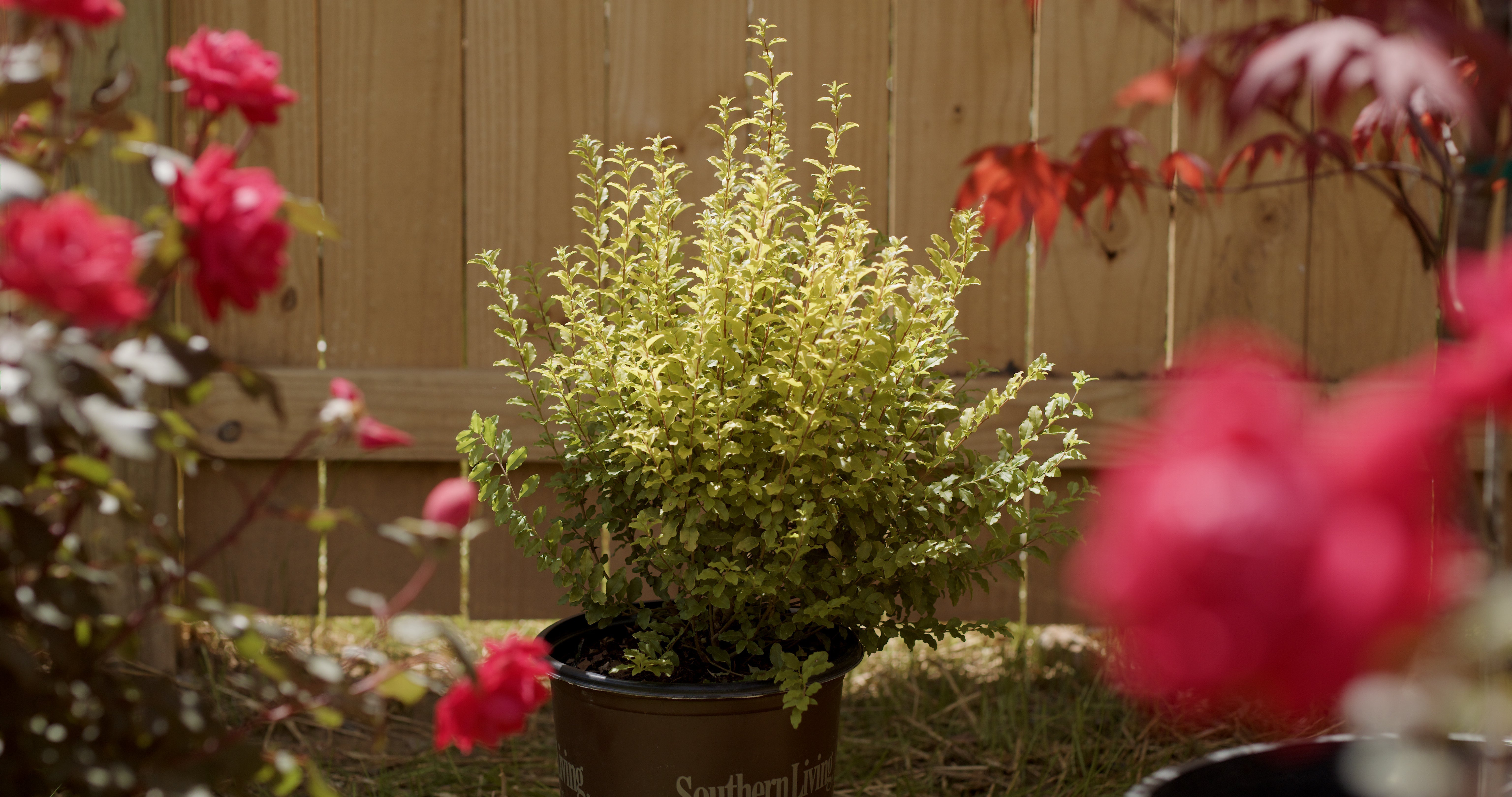 Video: Transforming a Corner Garden