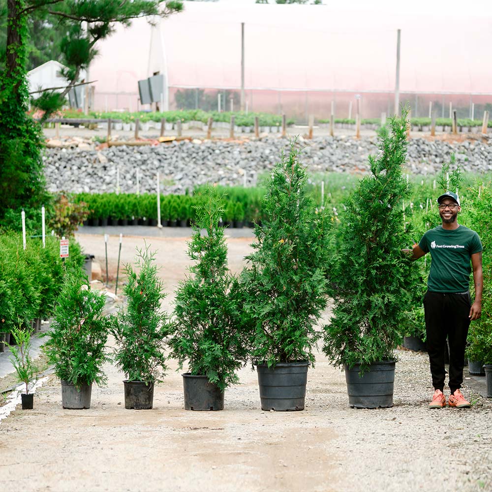 Evergreen Care Guide—Arborvitae and Cypress Trees