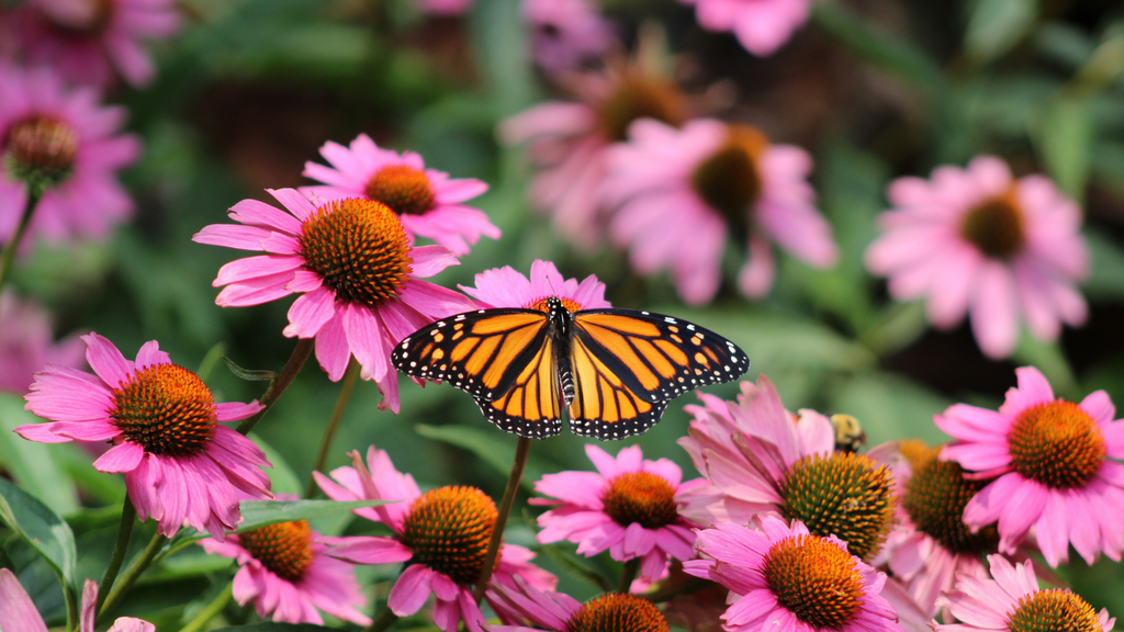 How to Plant a Pollinator Garden?