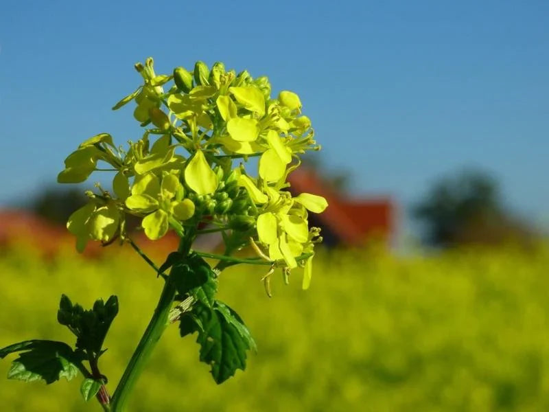 Plant Care 101: Fertilizer and Maximizing Growth Rate