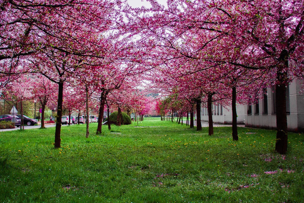 Plant Care 101: Kwanzan Cherry Tree