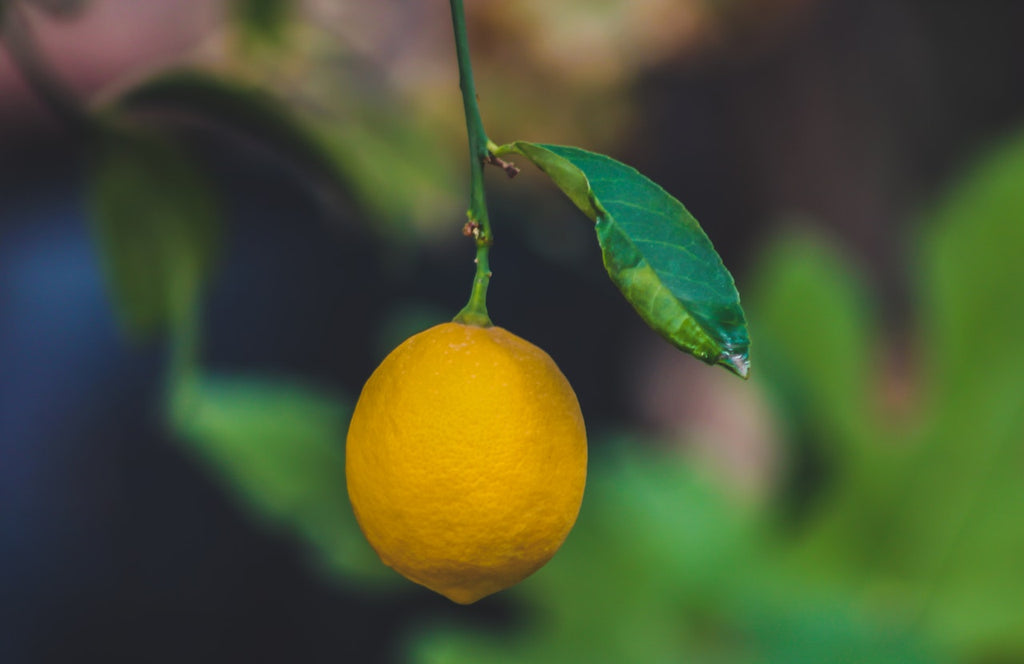 Lemon Trees 101: Types and How to Care for Them