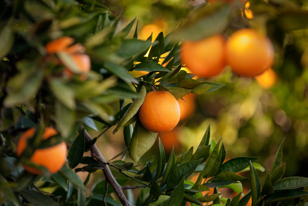 What to Expect From Your Citrus in June