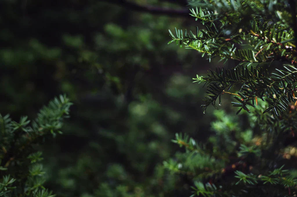 How to Plant Privacy Trees: Spacing, Care, and Choosing the Right Trees