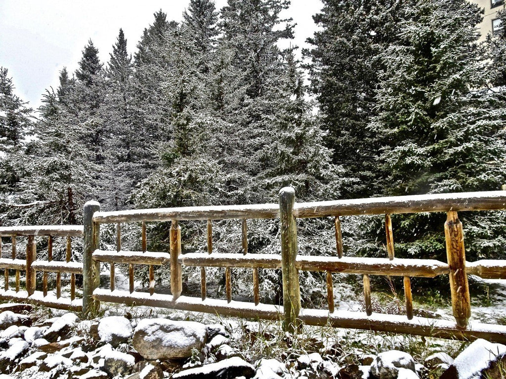 Winter Plant Protection for Evergreens
