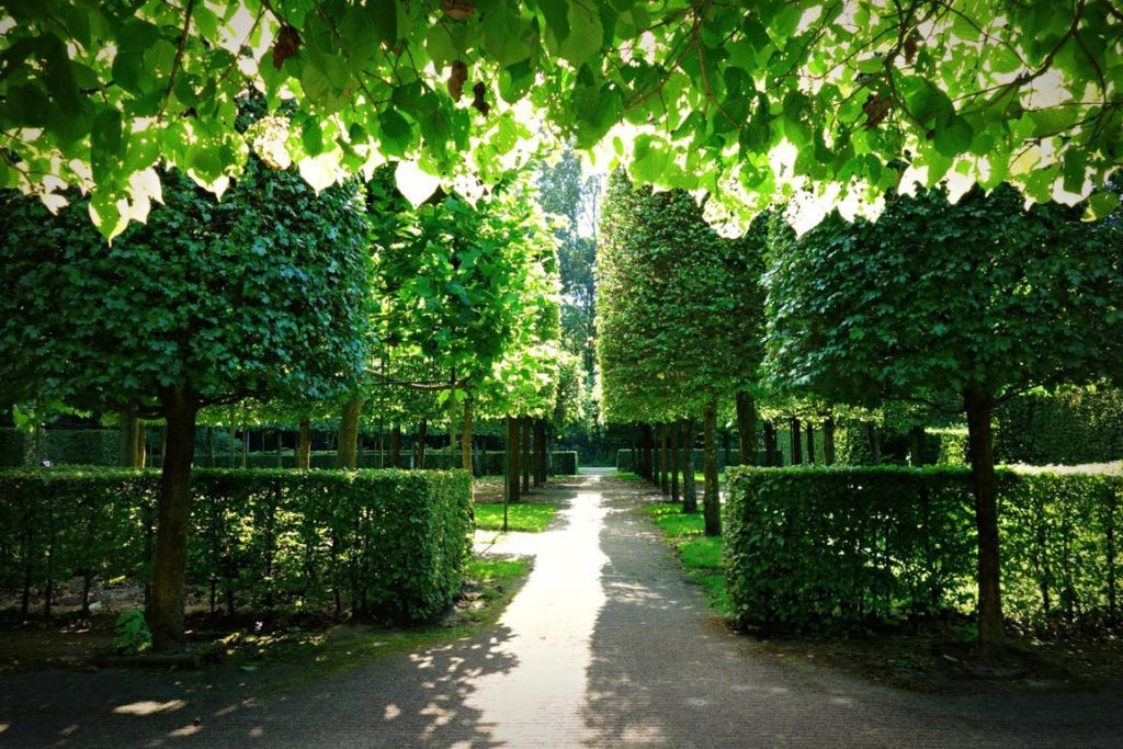 Planting Trees in Summer: Tips & Tricks