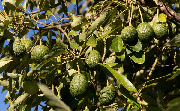 Avocado Trees for Avocado Day: Our Top 3