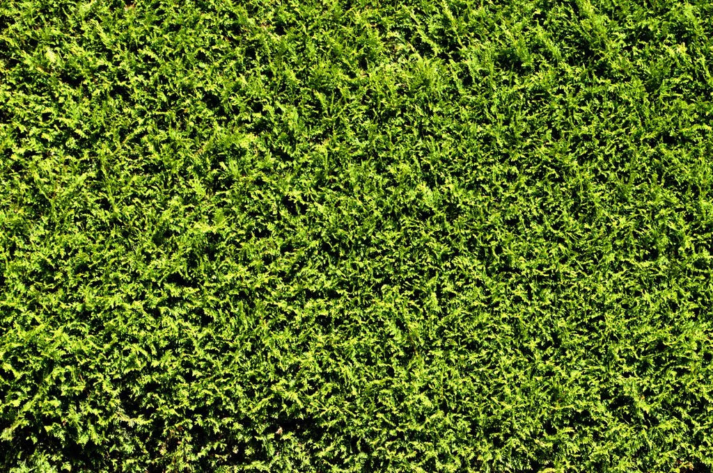 Privacy Trees: Medium Size Must-Haves