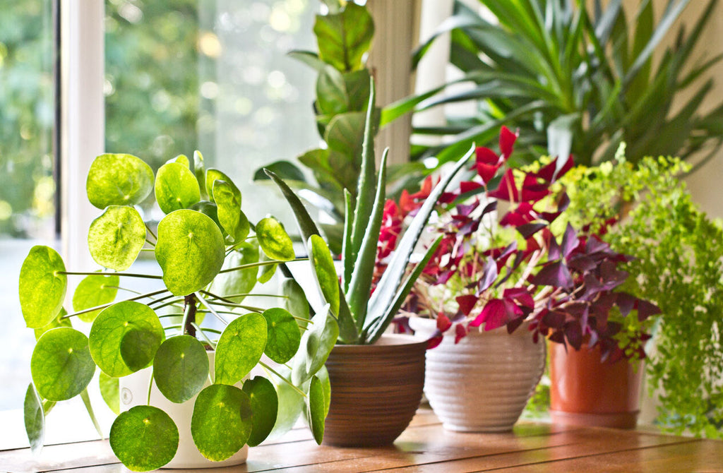 House Plant Care 101: Location