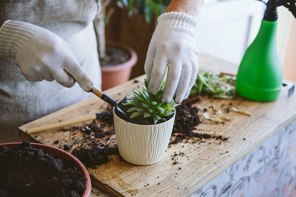 House Plant Care 101: Soil