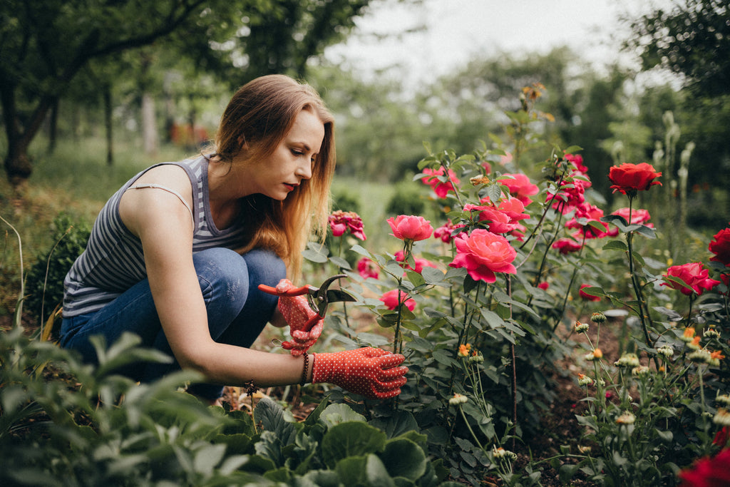 DIY Deadheading (Plus 3 Expert Tips)