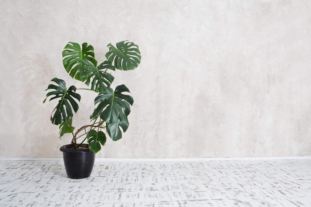 Monstera Deliciosa: Care Guide