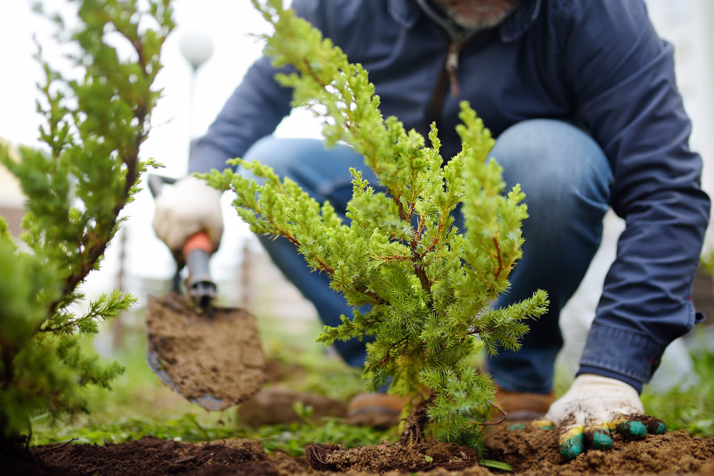 New USDA Hardiness Zone Map: What Does it Mean For You?