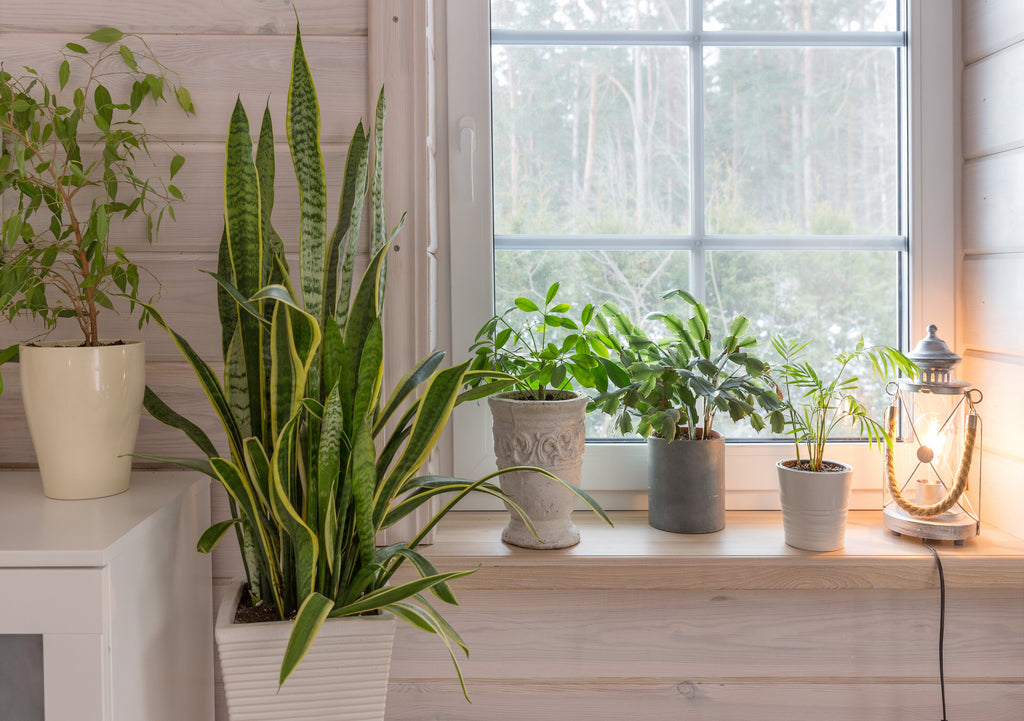 Snake Plant: Growing & Care Guide